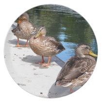 Enten-Reihe teller