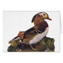 Enten, Schlangen-Vogel, Paradiesvogel Karte