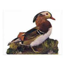 Enten, Schlangen-Vogel, Paradiesvogel Postkarten