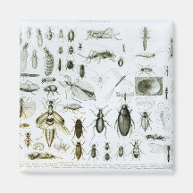 Entomologie-Insekten Magnete
