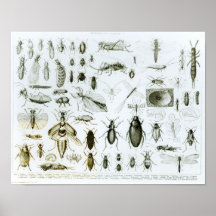 Entomologie-Insekten Plakate
