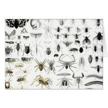 Entomologie, Myriapoda und spinnenartige Tiere Grußkarte
