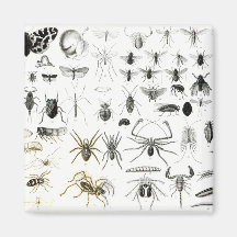 Entomologie, Myriapoda und spinnenartige Tiere Magnets