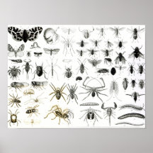 Entomologie, Myriapoda und spinnenartige Tiere Posterdrucke