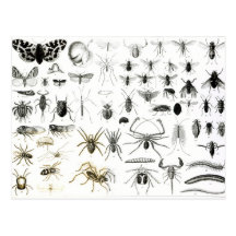 Entomologie, Myriapoda und spinnenartige Tiere Postkarte