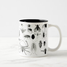 Entomologie, Myriapoda und spinnenartige Tiere Kaffeehaferl