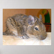 EntspannenDegu Druck Posterdruck