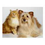 Entzückende beste Freunde Hund und Katzen-Foto Postkarten