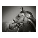 Equus Postkarten