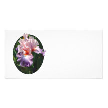 Erblassen Sie - Rosa und Lavendel-Iris Individuelle Photo Karten