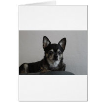 Erdnuss-Chihuahua Grußkarten