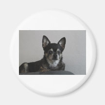 Erdnuss-Chihuahua Kühlschrankmagnete