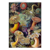 Ernst Haeckel - Actiniae Karten