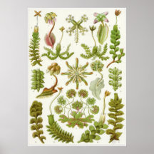 Ernst Haeckel-Kunst-Druck: Leberblümchen Posterdrucke