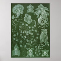 Ernst Haeckel-Kunst-Druck: Siphonophorae Plakatdrucke