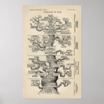 Ernst Haeckels "Baum des Lebens " Plakate