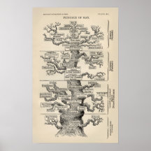 Ernst Haeckels "Baum des Lebens " Plakate