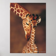 Erwachsene Giraffe mit Kalb (Giraffa camelopardali Plakatdrucke