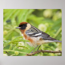 Erwachsener Bucht-breasted Trällerers (Dendroica C Plakatdruck