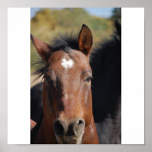 Erweiternder Morgan-Quarterhorse seine Nasenlöcher Plakate