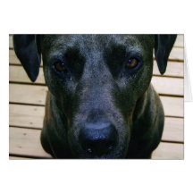 Es tut mir leid Tier, Hund Grußkarten