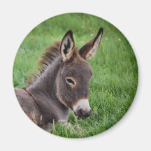 Esel im Gras Kühlschrankmagnet