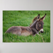 Esel im Gras Plakate