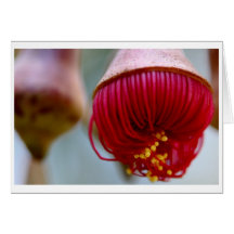 Eukalyptus caesia Geschenkkarte - 02