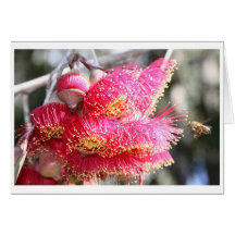 Eukalyptus caesia Geschenkkarte - 04