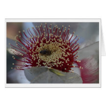 Eukalyptus macrocarpa Geschenkkarte - 05