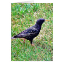 Europäer Starling Karte