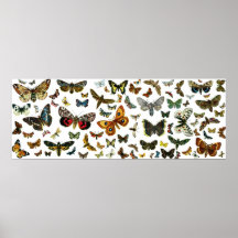 Europäische Schmetterlings-Collage Posterdruck