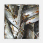 Europäischer Hechtminnow-Fische Magnete