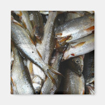 Europäischer Hechtminnow-Fische Magnete