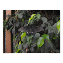 Exoctic Schmetterling Kunst Photo