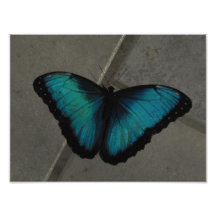 Exotischer Schmetterling Foto