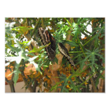 Exotischer Schmetterling Foto Drucke