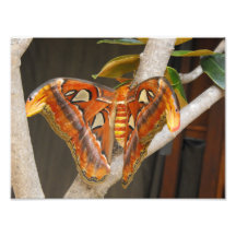 Exotischer Schmetterling Fotografie