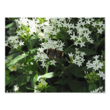 Exotischer Schmetterling Fotos