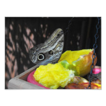 Exotischer Schmetterling Fotos