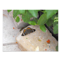 Exotischer Schmetterling Kunst Fotos