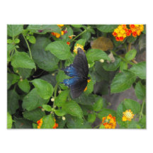 Exotischer Schmetterling Kunst Photo