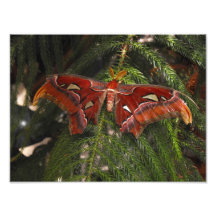 Exotischer Schmetterling Kunst Photo
