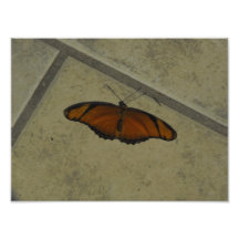 Exotischer Schmetterling Photo