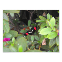 Exotischer Schmetterling Photodrucke