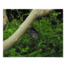 Exotischer Schmetterling Photographie