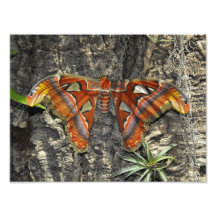 Exotischer Schmetterling Photographien