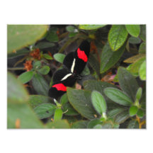 Exotischer Schmetterling Photographischer Druck