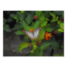 Exotischer Schmetterling Photographischer Druck