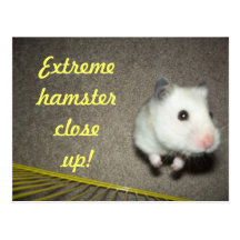 Extremer Hamster-nahe hohe Postkarte